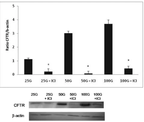 Table 2 - Semi-quantitative analysis of the intensity of CFTR immunostaining following different doses of genistein treatment (25, 50, and 100 mg/kg/day) with and without ICI 182780