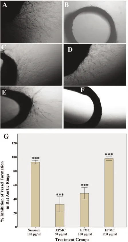 Figure 2 - Photomicrograph images of vascular growth in rat aortic rings, which were taken on the 5 th day of the experiment using an inverted phase-contrast microscope at 4 6 magnification