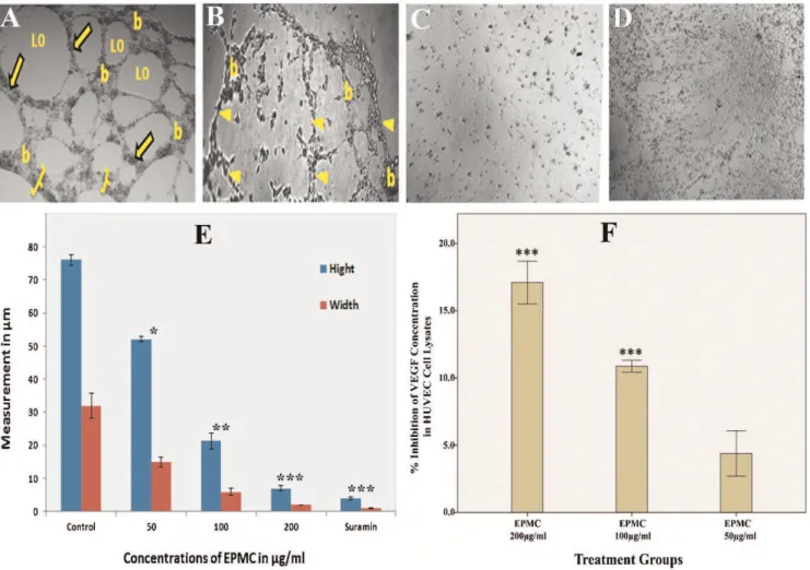 Figure 4 - Effects of ethyl-p-methoxycinnamate (EPMC) on tube formation and VEGF content in HUVECs