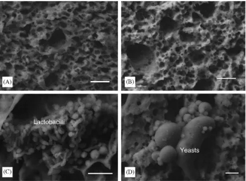 Fig. 4. Scanning electron micrographs showing microstructure in cheeses produced from refrigerated milk and ripened for 60 d (A) and 180 d (B) (scale bar ¼ 20 mm), showing mixed colonies of bacilli and cocci (C; scale bar ¼ 10 mm) and colonies with yeasts 