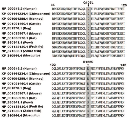 Figure 4 – The functional defects associated with the PITX2c mutations. The activation of an atrial natriuretic factor (ANF) promoter-driven luciferase reporter in the CHO cells by PITX2c wild-type (WT), Q105L-mutant, or R122C-mutant, alone or in combinati