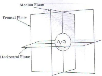 Figura representando os planos médio, frontal e horizontal. Fonte: KENDALL, 1995. 