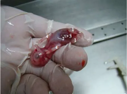 Figura 2.4. Vista ventral de um feto identificado como macho. 1. 