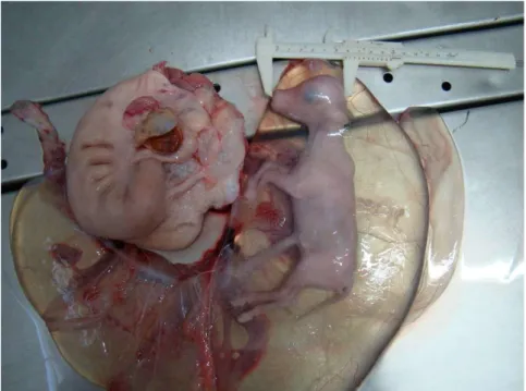Figura  2.6.  Vista  lateral  esquerda  de  um  feto  em  posição  para  tomada da medida de Crown-Nose