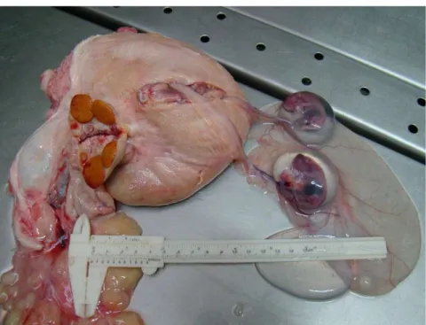 Figura  2.8  Presença  de  dois  conjuntos  de  envoltórios  fetais,  originados no mesmo corno uterino  grávido ipsilaterais  aos dois  corpora lutea observados no ovário direito