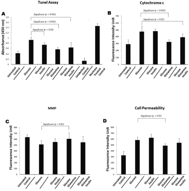 Figure 2 - Shows (A) TUNEL assay which revealed a significantly reduced apoptosis when hyperglycemic cells were treated with insulin (p o 0.05) glutamine (p o 0.005) and glutamine + insulin (p o 0.005)