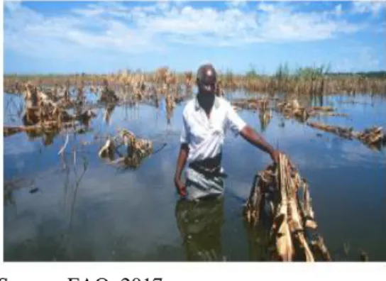 Figure 4: Banana’s field destroyed by the floods in Mozambique 
