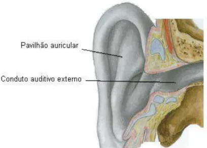 Figura 4 Orelha média