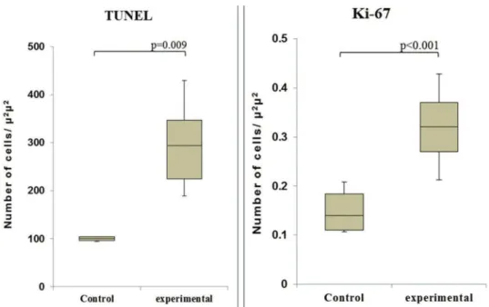 Figure 5 - Immunohistochemical analyses of TUNEL (A) and Ki-67 (B) staining at 60 min after reperfusion