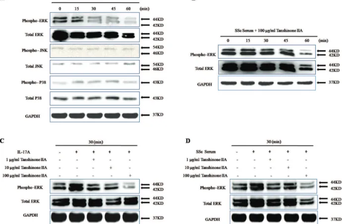 Figure 4 - Tanshinone IIA reduces IL-17A-induced ERK phosphorylation in SSc patient-derived DVSMCs