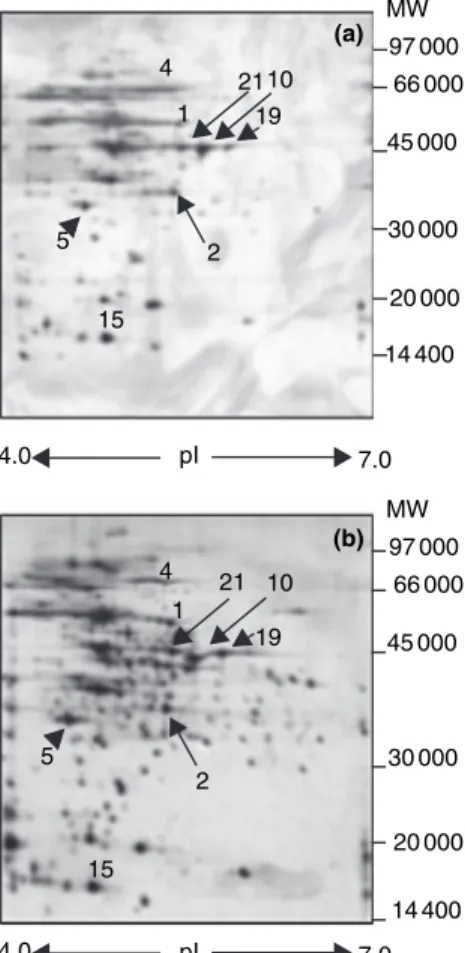 Fig. 4 Two dimensional SDS-polyacrylamide gel electrophoresis of proteins isolated from Lactobacillus bulgaricus grown under controlled (b) and noncontrolled (a) pH conditions