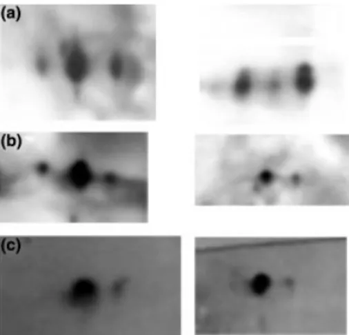 Fig. 5 Detection of GroEL (a), Hsp70 (b) and GroES (c) by Western blotting. Spots observed on the left side of the figure correspond to cells grown under noncontrolled pH and spots observed on the right side correspond to cells grown under controlled pH