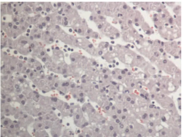 Table 3 - Results of immunohistochemical analyses (median, minimum and maximum values)