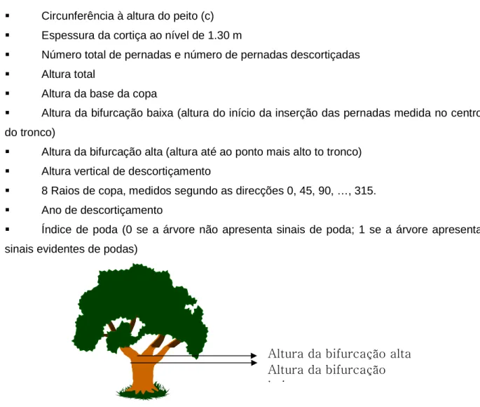 Figura 1. Localização da altura da bifurcação alta e baixa na árvore 