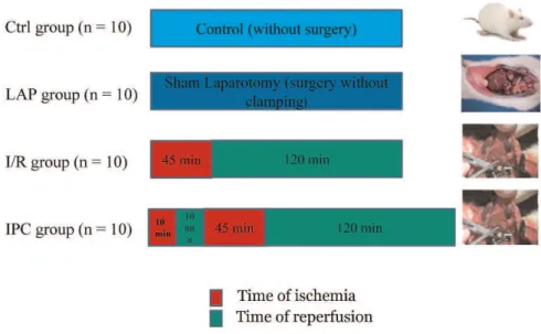 Figure 1 - Experimental groups and their times of ischemia and reperfusion, where n represents the number of animals per group.