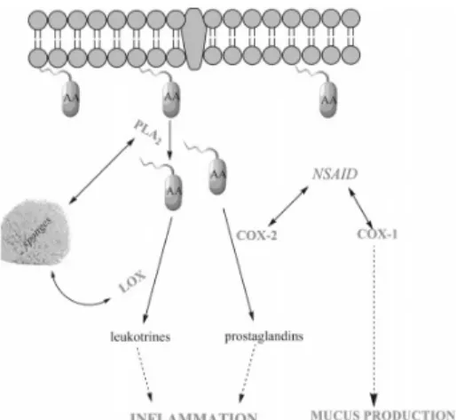 Figura 3. Processo da cascata inflamatória  no  interior  da  célula.  A  fosfolipase  A2  (PLA2)  catalisa  a  libertação  de  ácido  araquidónico (AA) ligado à membrana para  libertar o ácido araquidónico