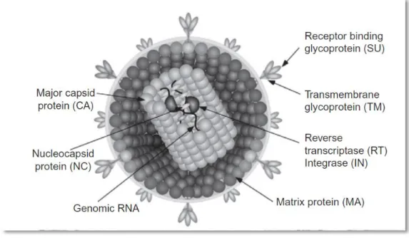 Figure 1: Schematic diagram of a retrovirus virion and its important structures and proteins  (MacLachland &amp; Dubovi, 2011)