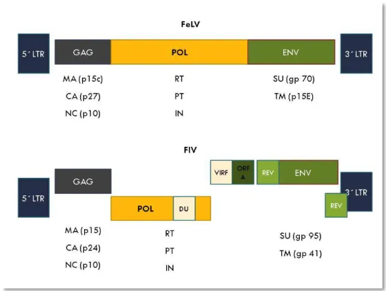 Figure 2: Schematic diagram of genomic structure and major proteins of provirus FeLV and  FIV