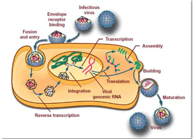 Figure 3: Schematic presentation of replication cycle in retroviruses (MacLachland &amp; Dubovi,  2011)