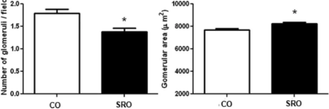 Figure 1 - Number of glomeruli/field and glomerular area of the studied groups.