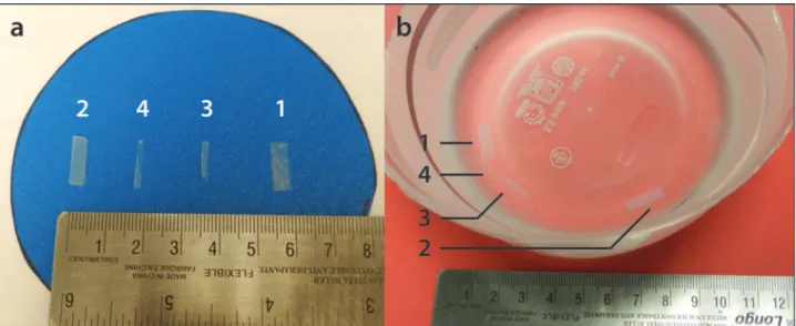 Figure 1 - Layout of cartilage-mimicking phantoms (1-4) on a planar surface in ambient air (a) and embedded in a saline-Magnevist s bath (b).