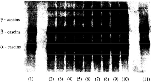 Fig.  1.  Electrophoretogram  for the casein fraction  obtained  by urea-PAGE  in OC cheeses (100% ovine milk) at 0 (2), 9 (3), 25 (4),  40 (5), 55 (6), 83 (7), 110 (8), 140 (9) and  180 days (10) of ripening, and for the ovine casein standard  (1 and  11)