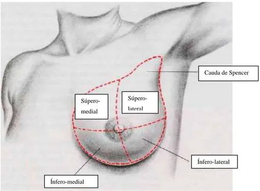Figura 7:  Divisão da mama em quadrantes  Fonte: Tidito (2016).  Cauda de Spencer Ínfero-lateral Ínfero-medial Súpero-lateral Súpero-medial 