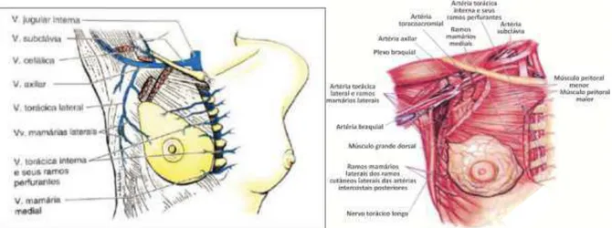 Figura 10:  Irrigação venosa da mama (a) e posicionamento da mama no tórax (b).  Fontes: Yamada et al