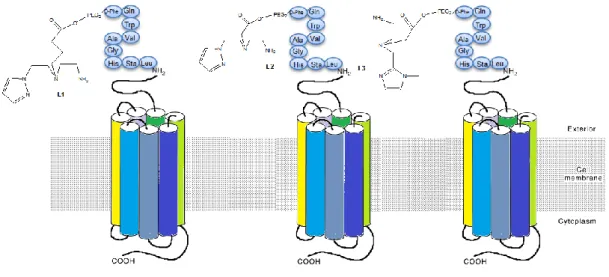 Figure A.1 - Representation of peptide conjugates studied in this Thesis.