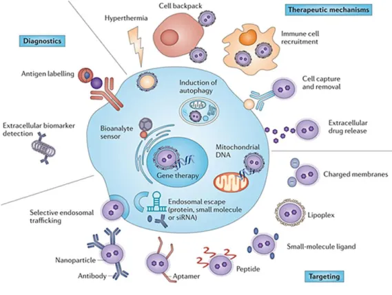 Figure 1.16 – Summary of all unique targeting, diagnostic and therapeutic mechanisms as they relate to   cancer cells.(67) 