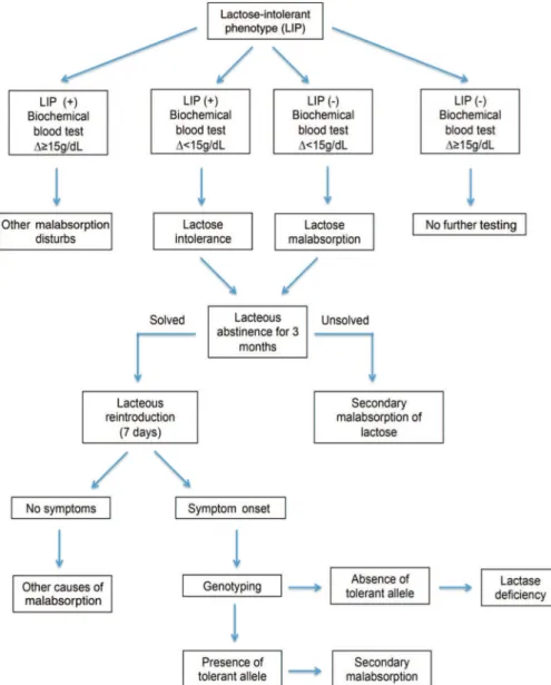 Figure 3 - Flow chart suggesting a clinical protocol for the diagnosis of lactose intolerance by combining clinical symptoms, biochemical blood test results and single nucleotide polymorphism detection