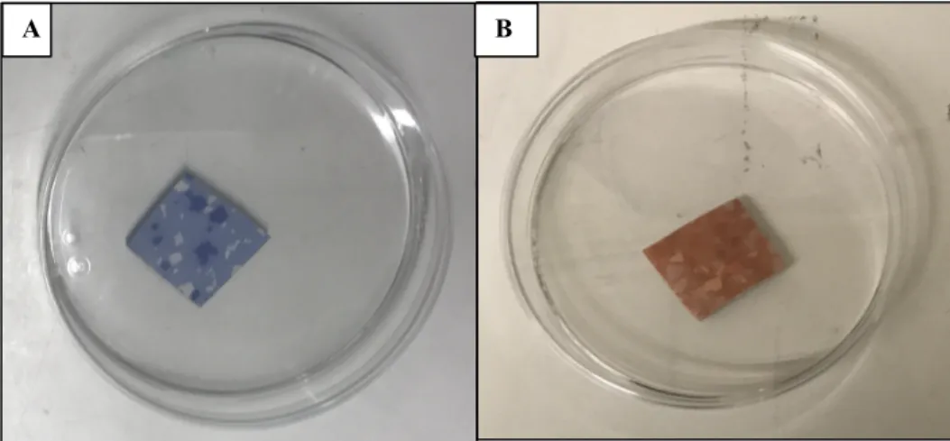 Figura  9.  Morfologia  da  superfície  do  revestimento  incorporado  com  o  TiO 2   a  azul  (A)  e  do  revestimento  comum a cor de laranja (B), posicionados no interior de uma placa de Petri