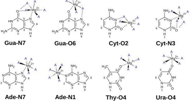 Figura 1 Representação esquemática dos complexos estudados. Os rótulos foram dados utilizando a abreviação  das bases nucleicas (guanina Gua, citosina Cyt, Adenina Ade, Timina Thy, Uracila Ura) seguido pelo sítio ao qual  o magnésio se coordena, oxigênio O