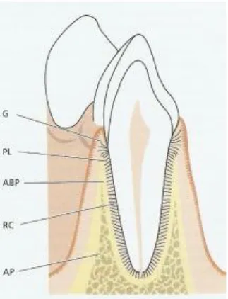 Figura 4. Anatomia do Periodonto. G- gengiva, PL- ligamento periodontal, RC – cemento radicular, AP- osso  alveolar; ABP – osso alveolar propriamente dito 17 .