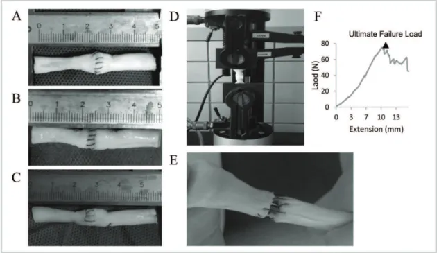 Figure 2 - Porcine tendons repaired using various suture techniques. A. Modified Kessler with peritendinous suture (MK); B