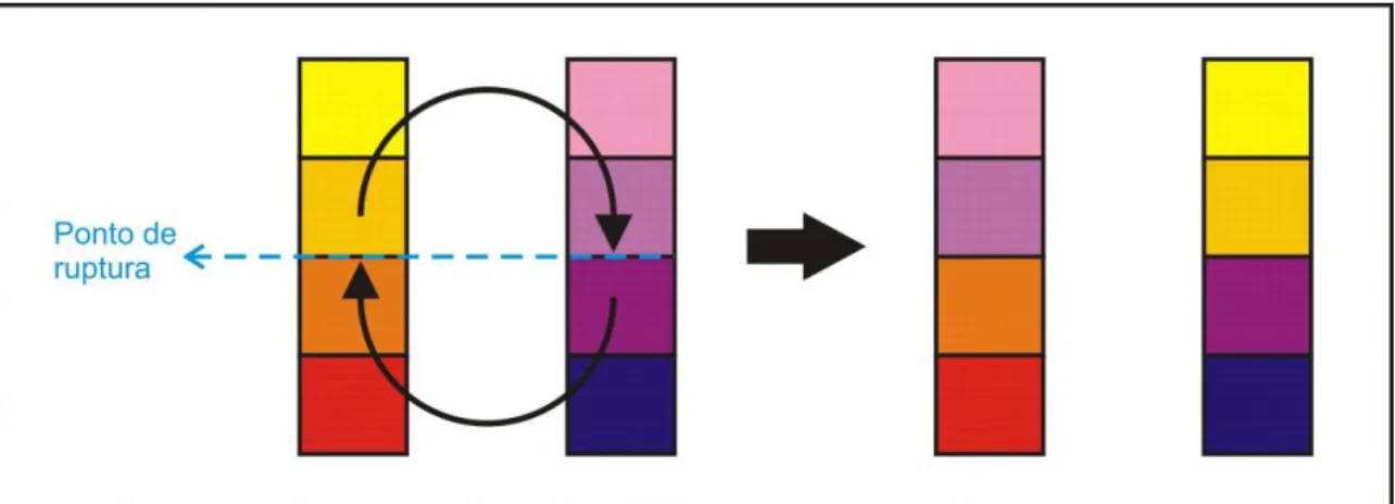 Figura 7. Representação esquemática do processo de recombinação entre dois “cromossomos”