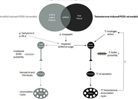 Figure 2 - Differential transcriptional expression in the hypothalamus and hypothesized effects on the endocrine phenotypes of estradiol- or testosterone-induced PCOS rat models
