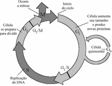 Figura 2.3: Etapas do ciclo celular: na fase G 1 a c´elula aumenta seu tamanho e produz as
