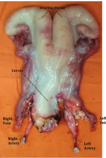 Figure 1 - Bench surgery of the ovine uterus for auto-transplantation.