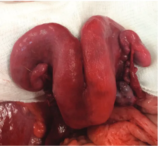 Figure 3 - Image of the uterus after reperfusion.