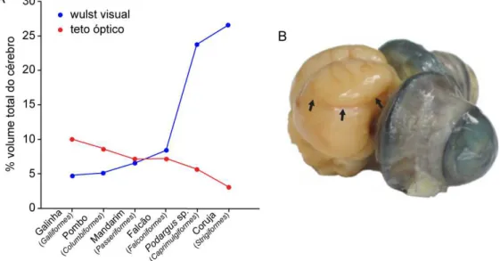 FIGURA  1.7.1:  Em  A,  gráfico  demonstrando  a  proporção  do  volume  total  do  cérebro  do  wulst  (azul)  e  do  teto  óptico  (vermelho)  em  aves  com  diferentes  graus  de  lateralização  do  olhos  (adaptado de Iwaniuk e Hurd, 2005)