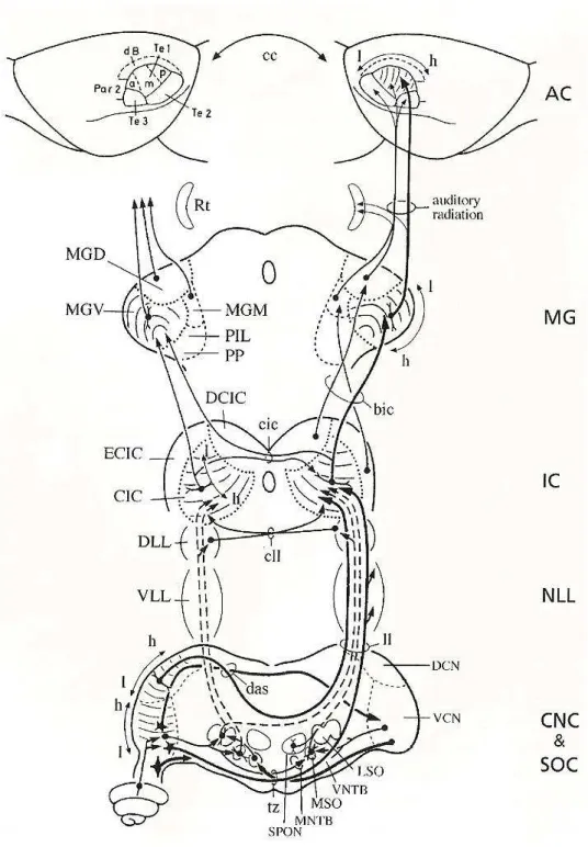 Figura 1 - Vias auditivas ascendentes no rato. Os corpos celulares representados como um círculo 