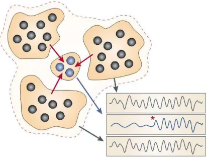Figura  3  –  Modulação  cognitiva  em  circuitos  neurais.  As  assembleias  de  neurônios  (em  preto),  organizando temporalmente sua atividade, podem ser eficientes em influenciar o comportamento local  de neurônios com os quais se conectam (em azul) e