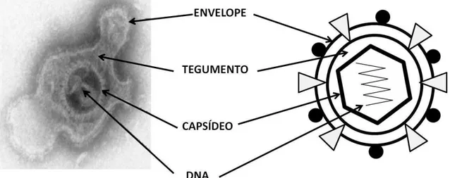Figura  1.  Morfologia  do  vírus  Herpes  simplex  tipo  1.  À  esquerda:  partícula  viral  visualizada  por  microscopia  eletrônica  de  transmissão
