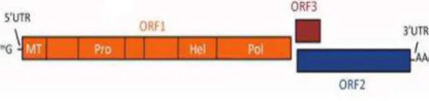 Fig.  1.  HEV  genome  organization.  The  genomic  RNA  carries  three  open  reading  frames  (orfs)  that  encode  the  nonstructural  ORF1  (orange),  capsid  ORF2  (blue),  and  phosphorated  ORF3  (brown)  proteins