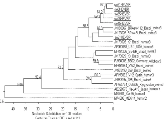 Figure  2.  Phylogenetic tree  based  on  304 nt  region  of  the  5 ’ end of HEV isolates