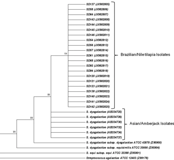 Figure 3.1 Phylogenetic neighbor-joining tree based on  sodA gene sequences showing the phylogenetic 