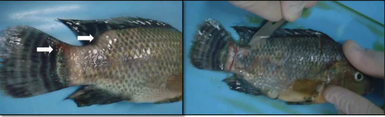 Figure  4.1  Nile  tilapia  experimentally  infected  by  intramuscular  injection  with  Streptococcus 