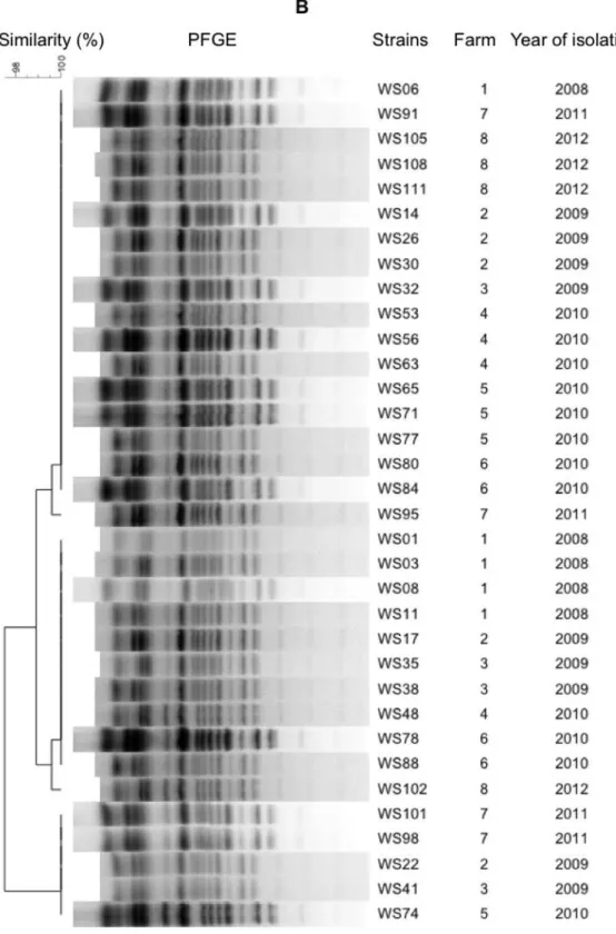 Figure  5.1  Cluster  analysis  of  Weissella  ceti  strains  using  ERIC-PCR  (A),  and  PFGE  (B)