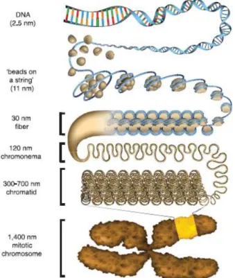 Figure 2: Chromatin compaction schematics 